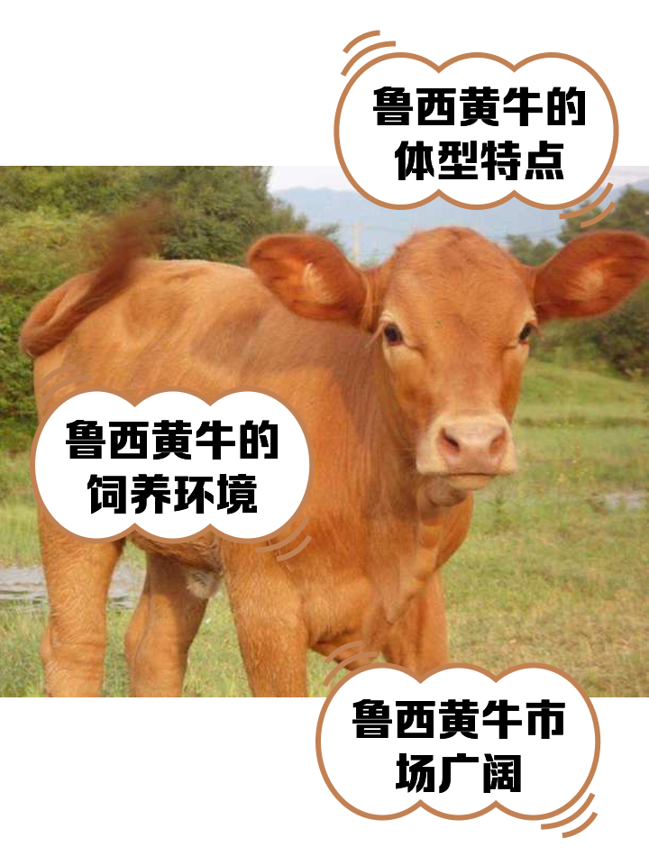 海盐最新医保取现黄牛方法分析(最方便真实的海盐医保取现黄牛怎么取方法)